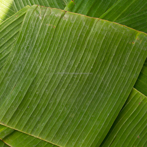 Feuilles de bananier surgelées IQF du Vietnam pour l'emballage alimentaire, la transformation alimentaire, la vente en gros et la fourniture en vrac, qualité export. - Product Image 2