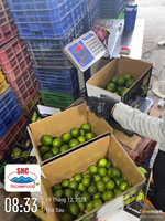 Premium Vietnamese Lime zonder pit – Heldergroene schil, rijke smaak, hoog sapgehalte