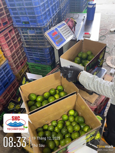 Citron vert vietnamien sans pépins de qualité supérieure – Peau vert vif, saveur riche, forte teneur en jus - Product Image 3