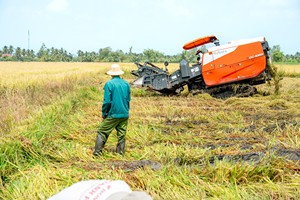 Moissonneuse-batteuse DC 108X pour riziculture, modèle standard thaïlandais, haute efficacité, à 2 rangs, pour riz paddy - Product Image 2