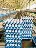 Œufs de poule frais de table/œufs de poule frais à couver à prix avantageux, œufs de poule frais de ferme