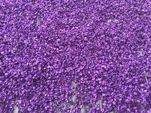 ดอกบุชวิลโลว์แห้งสีธรรมชาติ วัตถุดิบสำหรับทำพอตปูรี บรรจุถุง 1 กก. - Product Image 5