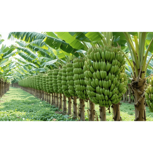 Plátanos Cavendish Verdes Orgánicos Cultivados Naturalmente, Plátanos Frescos para una Dieta Saludable, Cocina y Suministro Minorista - Product Image 5