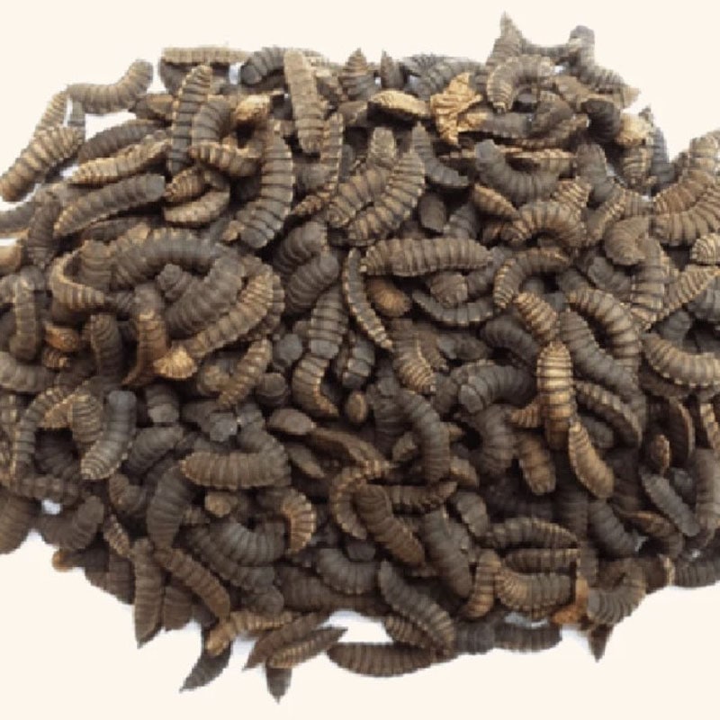 black soldier fly farming