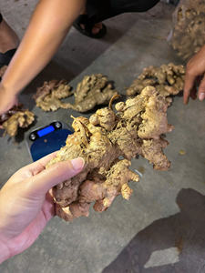 Gingembre frais du Vietnam, qualité supérieure, saveur épicée, fournisseur d'exportation en vrac - Product Image 2