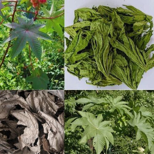 Feuilles de ricin en gros, feuilles de ricin séchées, feuilles de ricin violettes séchées, meilleur prix ANGLE - Product Image 5