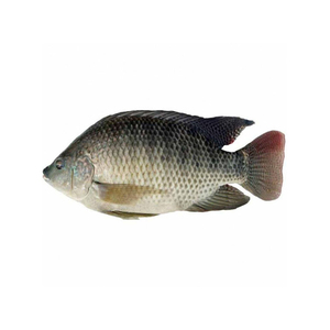 Pescado Tilapia Congelado de Primera Calidad, Listo para Distribución Comercial Directa de Fábrica - Product Image 4
