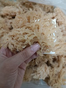 Cottonii seamoss produced in Vietnam for international wholesale trade - Product Image 5
