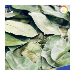Feuilles de corossol séchées sélectionnées pour la production de tisanes, extraits naturels et formules à base de plantes traditionnelles - Product Image 2
