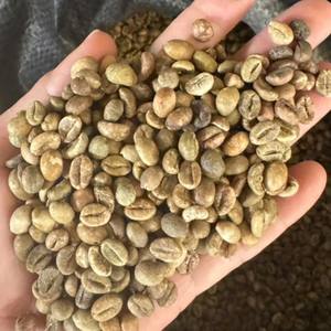 Exportación a Granel, Suministro de Fábrica, Bolsas de PP de 60 kg, Granos de Café Robusta, Alta Tasa de Maduración, Materia Prima, Nueva Cosecha, Dak Lak, Vietnam - Product Image 1