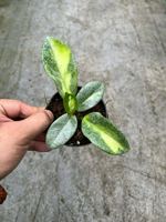 Hoya Argentea Princess, plante en pot mature sans pathogènes, variété exotique variegée, fleurs fraîchement coupées