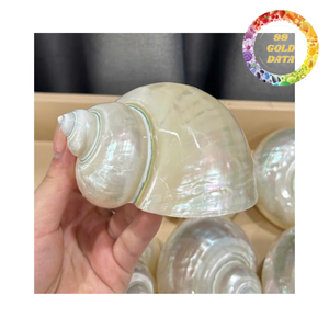 เปลือกเทอร์โบแบบขายส่งพร้อมเคลือบเงาสีเขียวอมฟ้าสำหรับงานตกแต่งและงานฝีมือ - Product Image 1