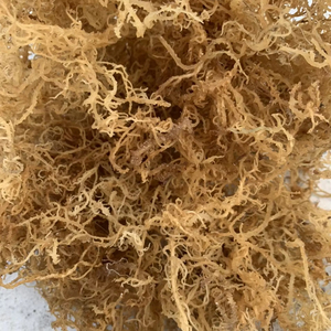 Mousses de mer en gros à prix abordable 2026 – Fournisseur vietnamien de haute qualité pour commandes en gros - Product Image 1