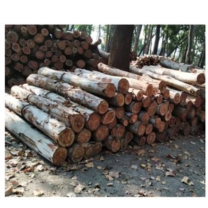 Troncos de Madera de Roble Sostenible para Materiales de Construcción, Pisos de Madera Dura y Productos de Madera Comerciales - Product Image 4
