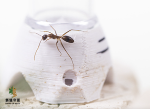 Empire of Ants Tour d'eau ronde en plastique de taille moyenne, écologique, pour fourmis - Utilisation toutes saisons - Product Image 3