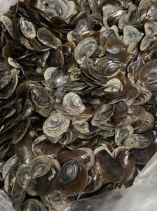 Coquille d'opercule de Murex écologique, très demandée |   Opercule d'escargot de mer brut 100% naturel en vrac - Product Image 6