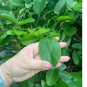 Feuilles de Tiliacora Triandra congelées de qualité supérieure en gros du Vietnam pour la production de gelée de herbe verte - Product Image 2