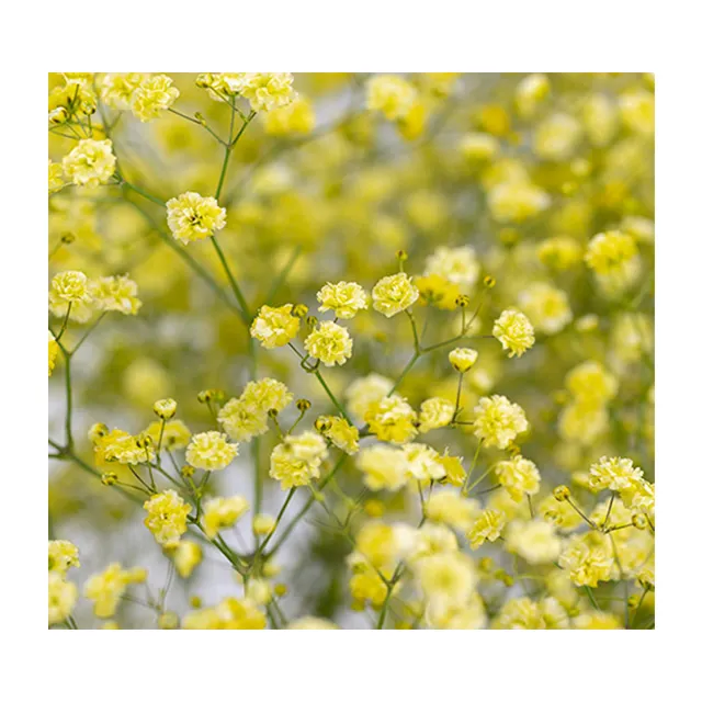 Long-Lasting Beauty Preserving the Freshness of Tinted Gypsophila in Floral Displays Made In Vietnam