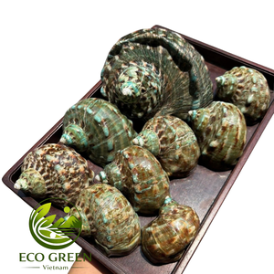 Concha Marina Natural Pulida Grande para Decoración Costera de Lujo, Exhibiciones en Restaurantes, Vestíbulos de Hoteles y Diseño de Interiores de Resorts - Product Image 5