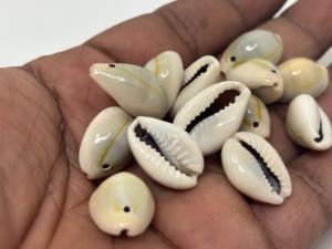 Coquillages de cauris jaunes naturels sculptés et étanches pour la fabrication de bijoux, la décoration de plage, les cadeaux et les designs côtiers - Product Image 4