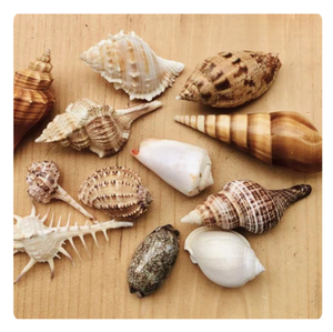 GRANDES CONCHAS MARINAS MIXTAS PARA DECORACIÓN TEMÁTICA NÁUTICA Y ARTESANÍA - Product Image 1