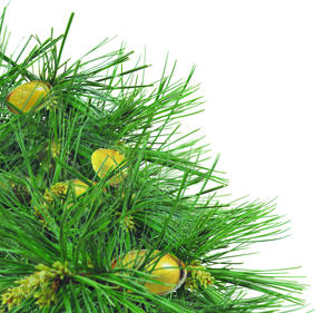 Cápsulas de Aceite de Agujas de Pino Rojo Coreano, Productos de Belleza, Antioxidante, Refuerzo Inmunológico, 180 Cápsulas, Dosis Diaria, Vitamina E, Set de Regalo, OEM - Product Image 3