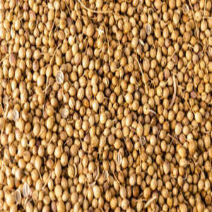 Graines de coriandre entières fraîches d'Inde de qualité supérieure, 100 % pures, séchées naturellement, aromatiques, épices d'exportation, acheteurs en gros, importateurs mondiaux, Gujarat - Product Image 6