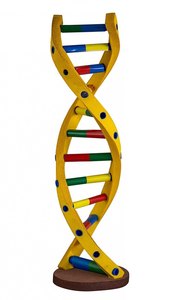 Modelo Educativo de ADN de Doble Hélice a Color, Ayuda Didáctica para la Estructura del ADN, Exhibición para el Aula de Ciencias Médicas - Product Image 1