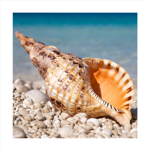 Concha de Trompeta de Tritón Natural Grande, Charonia Tritonis Pulida, Ecológica, para Decoración del Hogar - Product Image 1