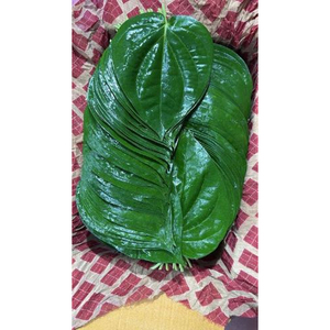 Hojas de Betel Frescas de Alta Calidad para Exportación, Utilizadas para el Suministro Internacional de Productos Frescos al Mejor Precio - Product Image 1