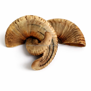 Cuerno de Carnero Natural Pulido, Cuerno de Búfalo para Beber, Decoración Rústica Moderna para el Hogar, Regalo Premium, Ecológico, Apto para Lavavajillas - Product Image 4
