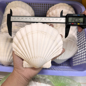 Conchas de vieira, material natural del océano para adornos decorativos, artesanías y exhibiciones, origen Vietnam. - Product Image 1