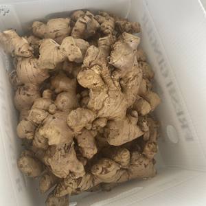 Gingembre frais de haute qualité, peau lisse et arôme intense, épices, gingembre frais en vrac, emballage en filet, gingembre - Product Image 4