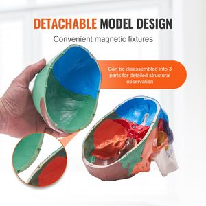 Modello di Cranio Umano in PVC Dipinto a Grandezza Naturale, 3 Parti Anatomiche Staccabili, Strumento Didattico per Scienze Mediche - Product Image 4
