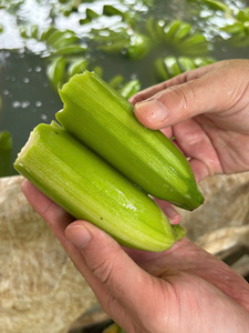 Fresh <b>Green</b> Cavendish Banana from Vietnam – Ideal Ripening for International Markets - Product Image 3