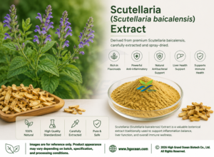 HGO Suministro directo de fábrica de extracto de Scutellaria natural puro (Scutellaria baicalensis) (grado alimenticio) Especificación 10:1 - Product Image 2