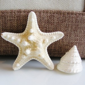 Estrellas de mar naturales a bajo costo, estrellas de mar al por mayor, accesorios de decoración con temática náutica - Product Image 2