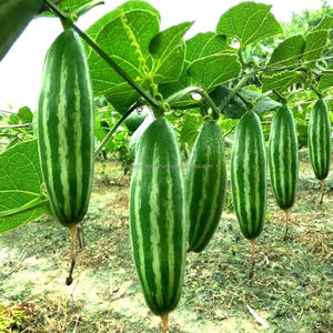 Calabaza Verde Fresca de Primera Calidad de Bangladesh, Suministro Directo de Granja, Calidad de Exportación, Seis Estaciones, Agro - Product Image 4