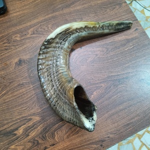 Shofar traditionnel en corne de bélier, instrument religieux en corne naturelle pour les cérémonies juives, Rosh Hashanah, Yom Kippur, prière et culte - Product Image 4
