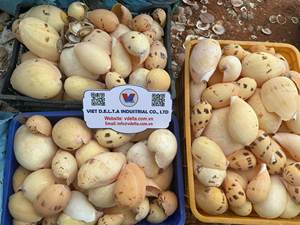 <b>Hermit</b> <b>Crab</b> <b>Shells</b>, Seashell in Various Sizes-Great for <b>Shell</b> Swapping and Creative Crafting/ Ms. Lima - Product Image 5