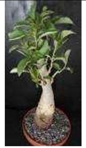 Highly Recommended Product Baobab Plant Tree Refrigerator Decoration Items Manufacturer - Product Image 2