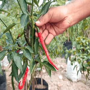 Nuevas vainas enteras de chile rojo indio de cosecha reciente para comerciantes internacionales de especias con presentación de producto cuidadosamente seleccionada - Product Image 1