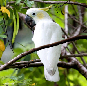 Premium Sulphur-Crested Cockatoo Live Parrots for Aviculture Breeding <b>Aviaries</b> and Ornamental <b>Bird</b> Supply - Product Image 2