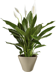 Venta al por mayor de fábrica, macetas de cultivo de vivero de plástico duraderas para invernadero, maceta de riego automático - Product Image 1