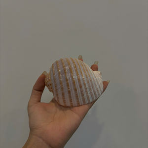 SEASHELL ARTICLES DÉCORATIFS CÔTIERS ÉCOLOGIQUES POUR LE DESIGN INTÉRIEUR ET L'ARTISANAT LIFESTYLE FAIT À LA MAIN AU VIETNAM - Product Image 3