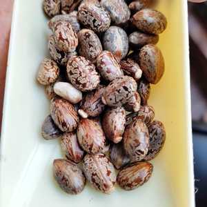 Graines de ricin en ligne - Product Image 3