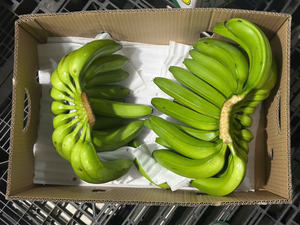 Plátanos Cavendish frescos de Vietnam, certificación Global GAP - Product Image 3