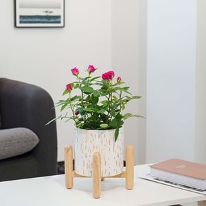 Set Moderno di Supporti per Piante in Ceramica e Legno, 6"D X 5.5"H, Bianco, Ecologico, Vaso da 3 Galloni - Product Image 4