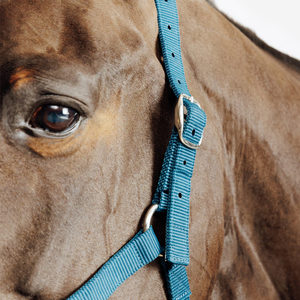 Cabestro para Caballo Transpirable de Alta Calidad, Estilo Western, Nuevo, Moderno, Cómodo y Ajustable - Product Image 4