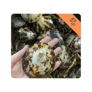 เจมลี [สินค้าขายดี] |   เปลือกหอยลิมเพ็ตแห้งแบบดิบ สำหรับตกแต่งทางทะเล งานศิลปะ DIY ขายส่ง ผู้ส่งออกเวียดนาม - Product Image 1